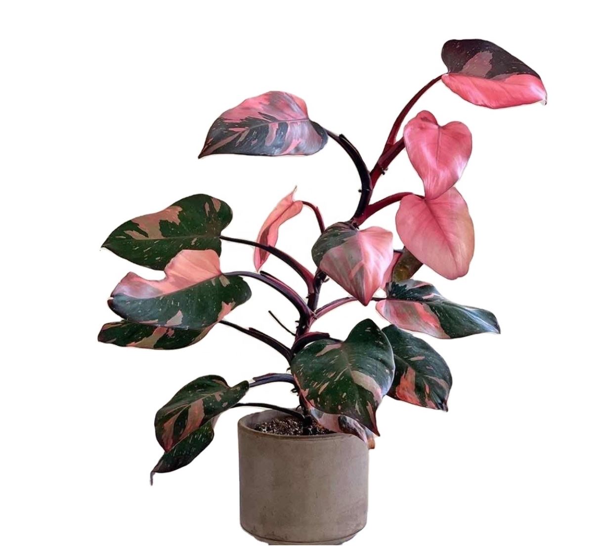 Tổng quan về cây Công Chúa Hồng